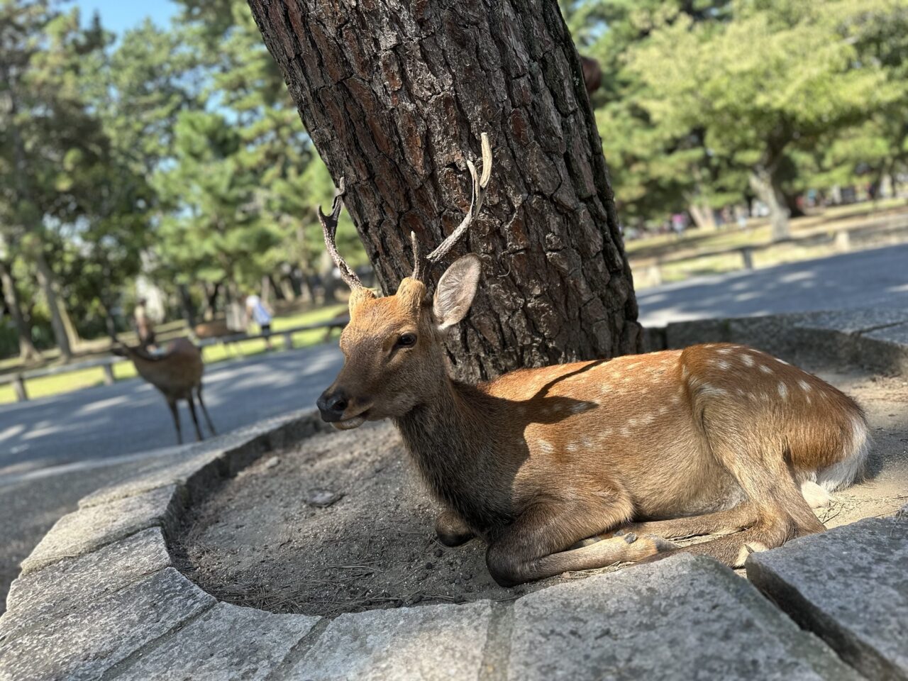 奈良公園の鹿